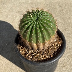 　(紫雀丸×短毛丸)×湘陽丸　サボテン　カクタス　検) ドライガーデン　の画像