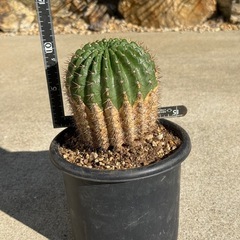 　(紫雀丸×短毛丸)×湘陽丸　サボテン　カクタス　検) ドライガーデン　の画像