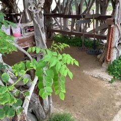 家庭菜園メンバーさん募集します🌸