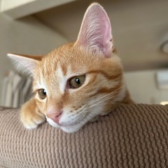 【お話中です】人懐っこい茶トラくん