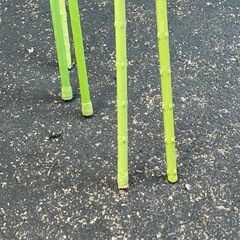 緑支柱（全部セット）の画像