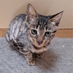 ギジ猫ちゃん　女の子