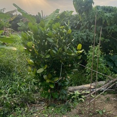 福木　ふくぎの画像