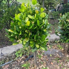 福木　ふくぎの画像