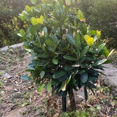 福木　ふくぎの画像