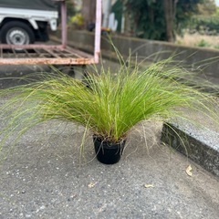 カレックスの画像