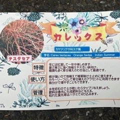 カレックスの画像