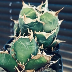 アガベ　白鯨の画像