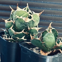 アガベ　白鯨の画像