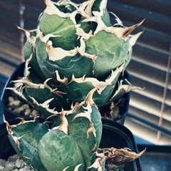 アガベ　白鯨の画像