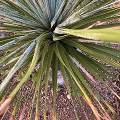 ユッカ　ダシリリオンの画像