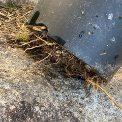 ユッカ　ダシリリオンの画像