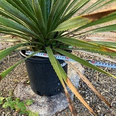 ユッカ　ダシリリオンの画像