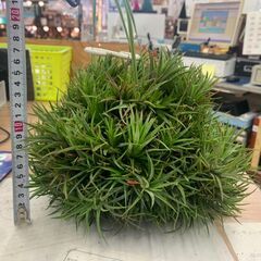 チランジア イオナンタの画像