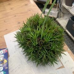 チランジア イオナンタの画像