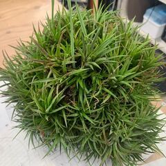 チランジア イオナンタの画像