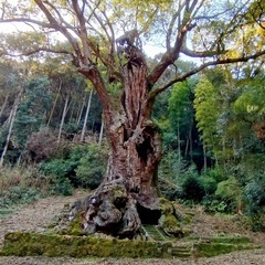 12／２に波動エネルギーについて、学び、体験の場に一緒に行きませんか？