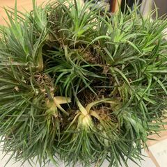 チランジア イオナンタの画像