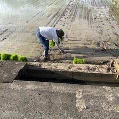  ②【特A米】令和7年産新米夢しずく玄米20kg
の画像