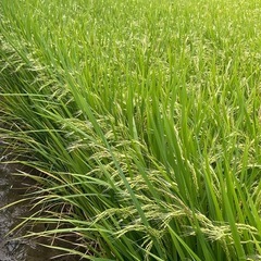  ②【特A米】令和7年産新米夢しずく玄米20kg
の画像