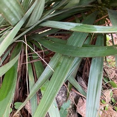 ユッカ　キミガヨランの画像