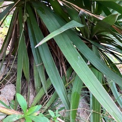 ユッカ　キミガヨランの画像