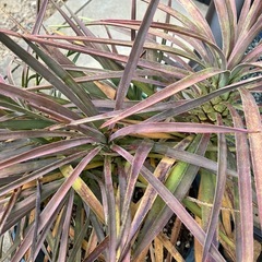 ユッカ　デスメティアーナの画像