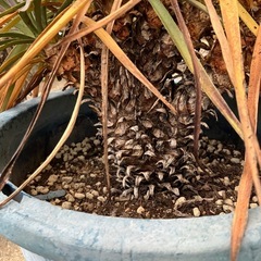 ユッカ　デスメティアーナの画像