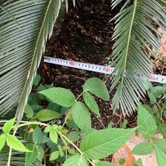 ソテツ　大株の画像