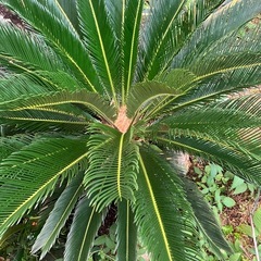 ソテツ　大株の画像