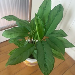 アグラオネマ52cm 陶器デザイン鉢 観葉植物の画像