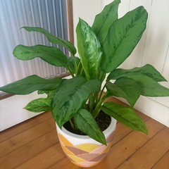 アグラオネマ52cm 陶器デザイン鉢 観葉植物の画像