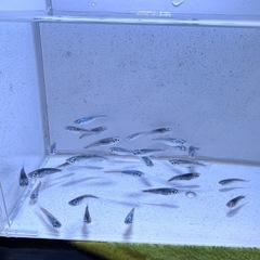 「黒衣」メダカ選別漏れ20匹の画像