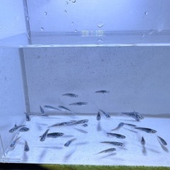 「黒衣」メダカ選別漏れ20匹の画像