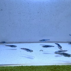 「黒衣」メダカ5匹セットの画像