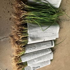 玉ねぎ苗の画像