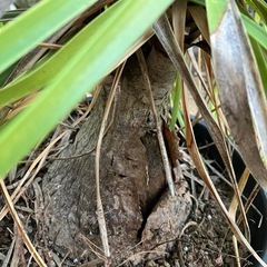 トックリラン　塊根植物の画像