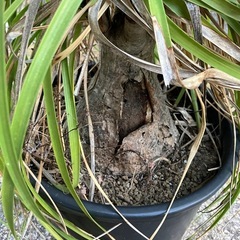 トックリラン　塊根植物の画像