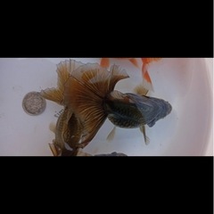 色変わり前　土佐金7㌢【大】の画像