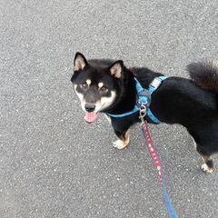 迷い犬の捜索を手伝ってくださる方を求めています