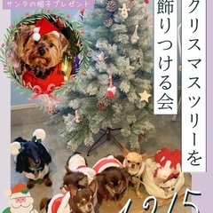 12/5わんちゃんとクリスマスツリーの飾り付け