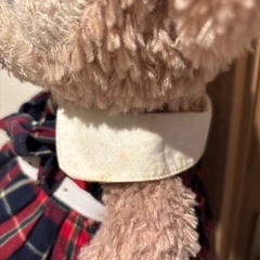 シェリーメイの画像