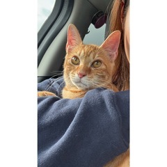 元気いっぱい茶トラ男の子