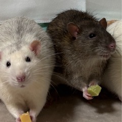 急募ファンシーラット気になったらすぐご連絡ください