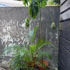 観葉植物
の画像