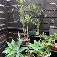 観葉植物
の画像