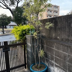 観葉植物
の画像