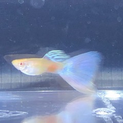 RREAモスコーピンクグッピー(1名)の画像