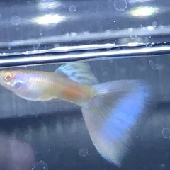 RREAモスコーピンクグッピー(1名)の画像