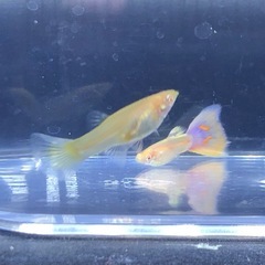 RREAモスコーピンクグッピーセット (1名)の画像